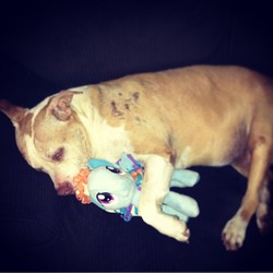 Size: 612x612 | Tagged: safe, rainbow dash, dog, g4, cuddling, cute, funrise, irl, photo, plushie, sleeping, snuggling