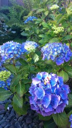 Size: 1080x1920 | Tagged: safe, junebug, g4, flower, hydrangea, irl, photo, toy