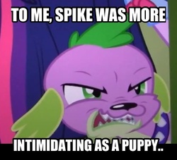 Size: 640x580 | Tagged: safe, spike, dog, equestria girls, g4, my little pony equestria girls, image macro, spike the dog