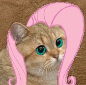 Size: 175x173 | Tagged: safe, fluttershy, cat, g4, grafics cat, starecat