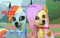 Size: 1280x798 | Tagged: safe, fluttershy, rainbow dash, g4, comic sans, creepy, doge, shibe