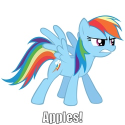 Size: 2236x2236 | Tagged: safe, rainbow dash, g4, angry, female, image macro, simple background, solo, text, white background