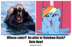 Size: 619x404 | Tagged: safe, rainbow dash, applebuck season, g4, cute, sea otter, voting