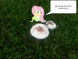 Size: 960x720 | Tagged: safe, fluttershy, equestria girls, g4, drugs, grass, mushroom