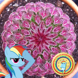 Size: 480x480 | Tagged: safe, artist:bludraconoid, rainbow dash, g4, cactus, female, solo