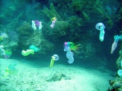 Size: 500x375 | Tagged: safe, sea pony, g1, aquarium, irl, ocean, photo, toy, underwater, water
