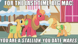 Size: 1280x720 | Tagged: safe, edit, edited screencap, screencap, applejack, big macintosh, caramel, earth pony, pony, g4, winter wrap up, bag, bigotjack, caption, cowboy hat, female, gay, gay in front of girls, hat, homophobia, horse collar, image macro, male, mare, mouthpiece, out of character, out of context, saddle bag, ship:caramac, shipping, stallion, text, winter wrap up vest