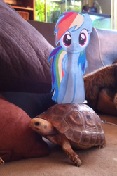 Size: 640x960 | Tagged: safe, rainbow dash, tortoise, turtle, g4, female, irl, paper child, paper pony, photo, solo