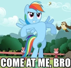 Size: 500x477 | Tagged: safe, rainbow dash, g4, come at me bro, female, image macro, solo