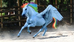 Size: 1000x563 | Tagged: safe, edit, rainbow dash, horse, g4, female, photo, photo edit, solo