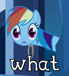 Size: 374x408 | Tagged: safe, rainbow dash, g4, female, image macro, reaction image, solo, wat