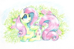 Size: 1500x1000 | Tagged: safe, artist:dakusei, fluttershy, g4, female, pixiv, solo, traditional art