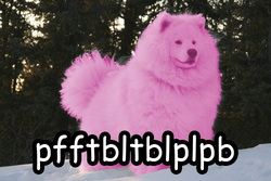 Size: 500x334 | Tagged: safe, edit, oc, oc only, oc:fluffle puff, dog, doge, photo, samoyed