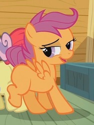 Size: 398x532 | Tagged: safe, screencap, apple bloom, scootaloo, sweetie belle, pegasus, pony, g4, butt to butt, butt touch, cutie mark crusaders, female, filly, foal, lidded eyes, smugaloo