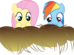 Size: 7605x5725 | Tagged: safe, fluttershy, rainbow dash, g4, .ai available, absurd resolution, hay, simple background, transparent background, vector