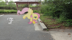 Size: 1920x1080 | Tagged: safe, artist:mr-kennedy92, angel bunny, fluttershy, rabbit, g4, forest, irl, parking lot, photo, ponies in real life