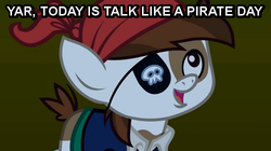 Size: 500x280 | Tagged: safe, pipsqueak, g4, eyepatch, holiday, image macro, male, pirate, solo