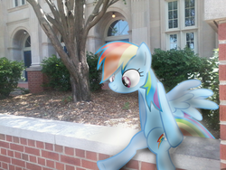 Size: 1600x1200 | Tagged: safe, artist:alaxanderthegreat, rainbow dash, g4, bush, irl, photo, ponies in real life, school, shadow, solo, tree, vector