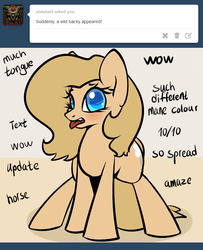 Size: 650x800 | Tagged: safe, artist:slavedemorto, oc, oc only, oc:backy, ask, blushing, doge, solo, tongue out, tumblr
