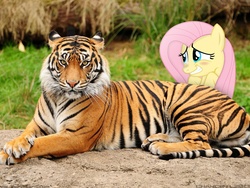 Size: 1920x1440 | Tagged: safe, artist:chanceh96, fluttershy, big cat, pony, tiger, g4, blushing, duo, irl, photo, ponies in real life, vector