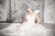 Size: 3100x2067 | Tagged: safe, artist:lochlan o'neil, princess celestia, human, g4, cosplay, irl, irl human, photo, princess, solo