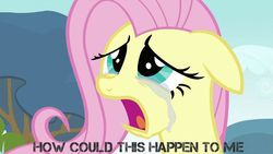 Size: 994x559 | Tagged: safe, fluttershy, g4, crying, female, floppy ears, how could this happen to me, sad, simple plan, solo, song reference, text, untitled (song)