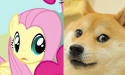 Size: 1168x704 | Tagged: safe, fluttershy, pinkie pie, dog, pegasus, pony, shiba inu, g4, comparison, cute, doge, faic, female, funny, look-alike, mare, meme, mind blown, offscreen character, shibe, stare, wow