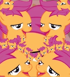 Size: 640x708 | Tagged: safe, scootaloo, g4, chickun, exploitable meme, meme, wat