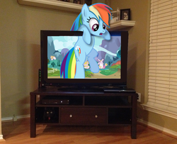 Size: 1026x832 | Tagged: safe, artist:kuren247, rainbow dash, cat, pegasus, pony, g4, behaving like a cat, fourth wall, irl, photo, ponies in real life, rainbow cat, solo, television, vector