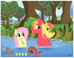 Size: 1024x800 | Tagged: safe, artist:thephoebster, big macintosh, fluttershy, oc, oc:bismarck, oc:suncrisp, duck, earth pony, pegasus, pony, g4, apple orchard, apple tree, cattails, colt, duckling, female, filly, foal, male, mare, offspring, parent:big macintosh, parent:fluttershy, parents:fluttermac, reeds, ship:fluttermac, shipping, stallion, straight, swimming, tree, water, wet mane