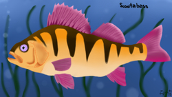 Size: 1920x1080 | Tagged: safe, artist:mrs-ponylicious, scootaloo, fish, g4, ambiguous gender, fishified, scootabass, solo, species swap, underwater, yellow perch