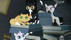 Size: 512x288 | Tagged: safe, screencap, cat, siamese cat, g4, pinkie apple pie, animal, animated, bell, bell collar, clutter, collar, crazy cat lady, goldie delicious' cats, hub logo, hubble, the hub