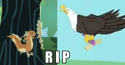 Size: 1070x558 | Tagged: safe, that friggen eagle, bald eagle, bird, eagle, fish, squirrel, g4, pinkie apple pie, animal, image macro, imminent death, rest in peace, sap, stuck, sugar pine