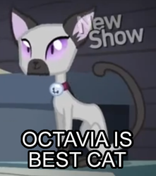 Size: 405x458 | Tagged: safe, edit, edited screencap, screencap, octavia melody, cat, siamese cat, g4, pinkie apple pie, animal, bell, bell collar, collar, cropped, female, goldie delicious' cats, image macro, meme, purple eyes, solo