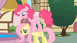 Size: 1054x592 | Tagged: safe, screencap, fluttershy, pinkie pie, earth pony, pegasus, pony, a bird in the hoof, g4, season 1, female, pinkie pie riding fluttershy, ponies riding ponies, riding