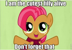 Size: 619x434 | Tagged: safe, babs seed, g4, cutest pony alive, female, image macro, solo