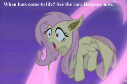 Size: 900x594 | Tagged: safe, edit, fluttershy, bat pony, pony, bats!, g4, female, flutterbat, race swap, solo