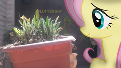 Size: 3968x2232 | Tagged: safe, artist:ahmedooy, artist:redpandapony, fluttershy, g4, flower, irl, photo, ponies in real life, pot, solo, vector