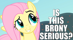 Size: 950x525 | Tagged: safe, fluttershy, bats!, g4, caption, dreamworks face, female, image macro, reaction image, solo