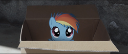 Size: 1597x673 | Tagged: safe, rainbow dash, pony, fanfic:my little dashie, g4, box, cute, dashabetes, female, filly, filly rainbow dash, irl, photo, ponies in real life, pony in a box, solo