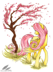 Size: 700x950 | Tagged: safe, artist:fallenzephyr, fluttershy, g4, cherry blossoms, female, flower, solo, traditional art, tree