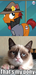 Size: 550x1132 | Tagged: safe, edit, edited screencap, screencap, sourpuss, g4, rarity takes manehattan, grumpy cat, image macro, that's my pony, that's my x