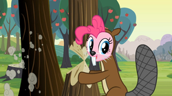 Size: 1054x592 | Tagged: safe, screencap, pinkie pie, beaver, a friend in deed, g4, bucktooth, clothes, costume, cute, female, looking at you, open mouth, smiling, solo, tree