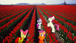 Size: 1920x1080 | Tagged: safe, artist:mr-kennedy92, apple bloom, roseluck, scootaloo, sweetie belle, g4, cutie mark crusaders, field, flower, irl, photo, ponies in real life, tulip