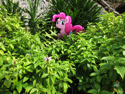 Size: 4608x3456 | Tagged: safe, artist:ojhat-d6uwkky, pinkie pie, g4, irl, photo, ponies in real life, solo