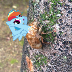 Size: 624x624 | Tagged: safe, rainbow dash, g4, cicada, exoskeleton, irl, metamorphosis, molting, not salmon, photo, ponies in real life, shedding, wat