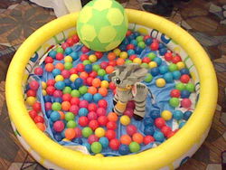 Size: 640x480 | Tagged: safe, zecora, zebra, g4, ball pit, convention, irl, photo, plushie