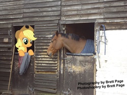 Size: 900x675 | Tagged: safe, artist:brettsworld, applejack, horse, g4, applestare, caption, horse-pony interaction, irl, irl horse, photo