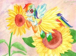 Size: 3556x2652 | Tagged: safe, artist:kelseyleah, rainbow dash, pegasus, pony, g4, clothes, dress, female, flower, high res, mare, solo, sunflower, traditional art