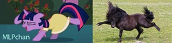 Size: 600x150 | Tagged: safe, artist:sersys, twilight sparkle, horse, g4, balancing, banner, birthday dress, clothes, comparison, dancing, do the sparkle, dress, funny, horses doing horse things, irl, irl horse, mlpchan, photo